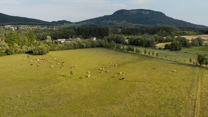Rural landscape aerial view, cows grazing on green fields