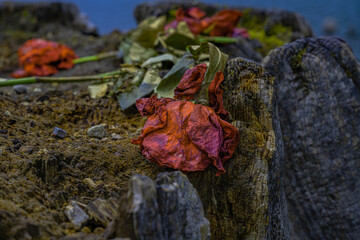 2021-04-26 A WILTING ROSE LEFT ON A STUMP AT RATTLESNAKE LAKE