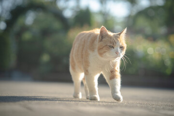 歩く茶白猫
