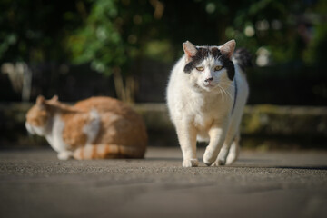 歩くハチワレ猫