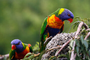 rainbow lorikeet parrot