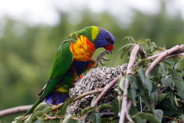 rainbow lorikeet parrot