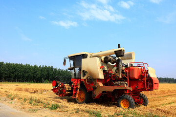 Fototapeta premium combine harvester working on a wheat field