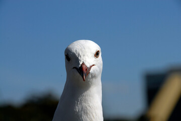 Do you really mean it? Asks the seagull...