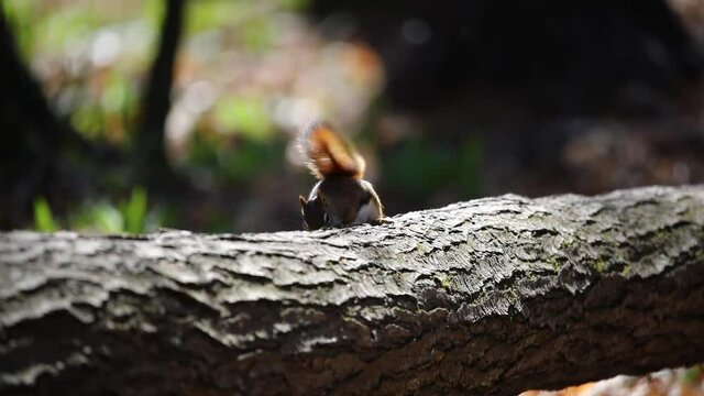 American red squirrel ((Tamiasciurus hudsonicus) known as the pine squirrel, North American red squirrel and chickaree