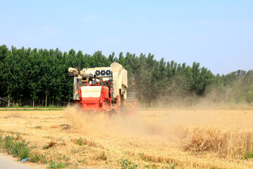 Fototapeta premium combine harvester working on a wheat field