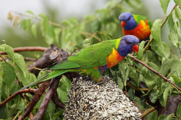 rainbow lorikeet parrots