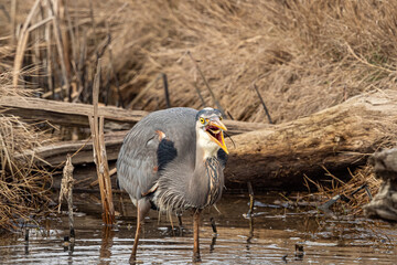 close up of a great blue heron caught up a tiny fish in the middle air inside pond of the marshland.