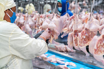 Workers are cutting chicken parts.