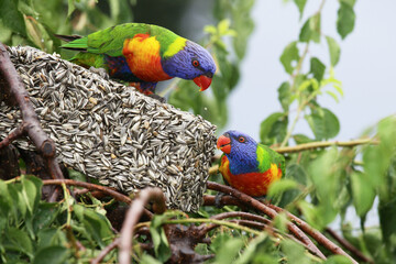 rainbow lorikeet parrots