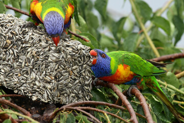 rainbow lorikeet parrot