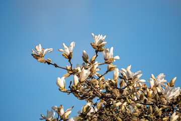 beautiful white magnolia flowers blooming on top of the tree under clear blue sky on a sunny morning 