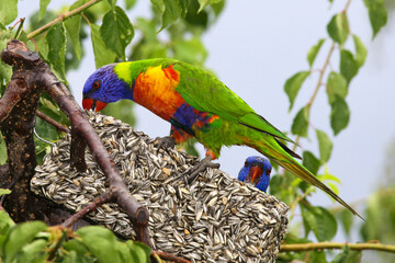 lorikeet parrot on branch