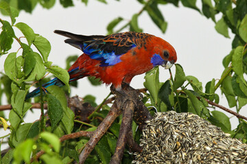 rosella parrot bird on a branch
