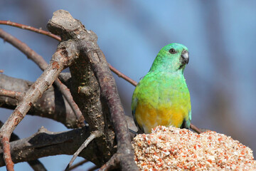 yellow and green parrot
