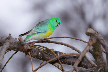 parrot on branch