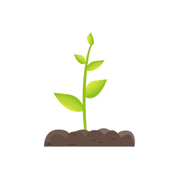 Green plant in the ground.The development, germination of a young sprout with a leaf, herbs, seedling in the land, soil. The concept of the of nature, ecology and the environment.Vector illustration.