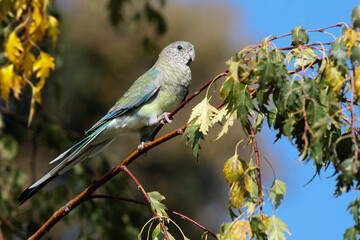 parrot in tree