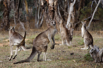 male kangaroo