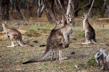 Naklejka na ściany i meble kangaroos