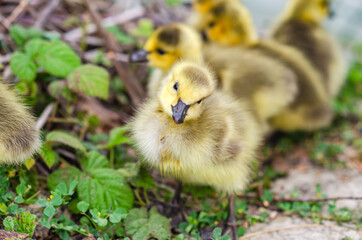 Canadian Goslings on the grass, Close-up