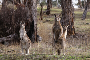 Naklejka na ściany i meble kangaroos in the wild