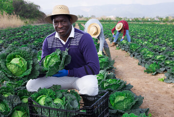 Afro american man farmer in straw hat picking fresh organic cabbage in crate on farm