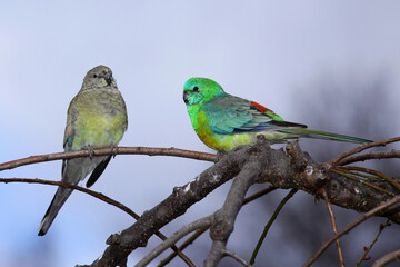 pair of parrots