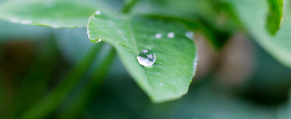 Dew drop, raindrop on green leaf in forest, macro close up. Water flowing down the plant. Natural background summer morning. Long web banner