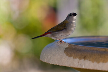 finch on bird bath