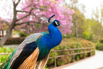 Fototapeta premium Peacock, flower, tree