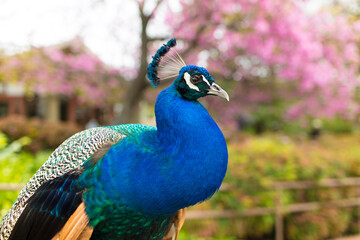Fototapeta premium Peacock, flower, tree