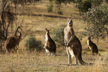 kangaroos in the wild