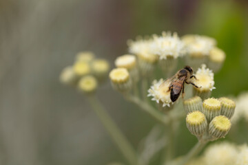 Flower and bee