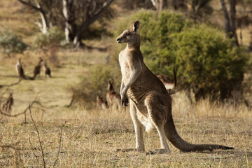 kangaroo in the wild
