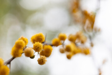 Texture, plant, flower