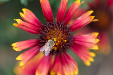 Texture, plant, flower