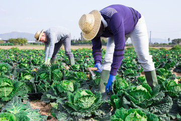 Group of gardeners picking harvest of fresh cabbage at a farm on a sunny day