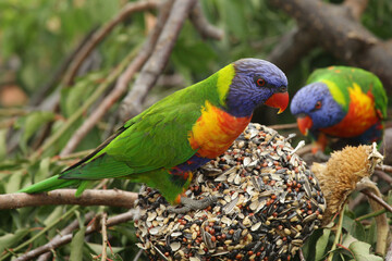 rainbow lorikeet parrot