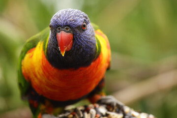 rainbow lorikeet parrot