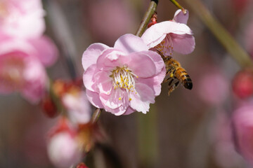 Fototapeta na wymiar bee on pink cherry blossom flower