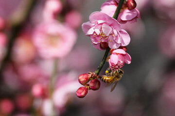 Fototapeta na wymiar bee on cherry blossom flower