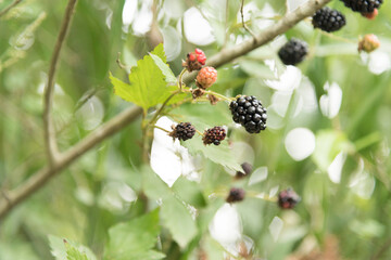 Blackberry bramble with ripening and ripe berries