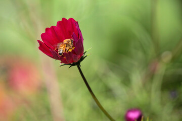 bee in poppy flower