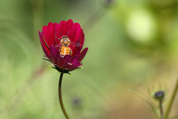 bee in a poppy flower
