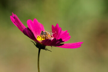 bee on pink cosmos flower