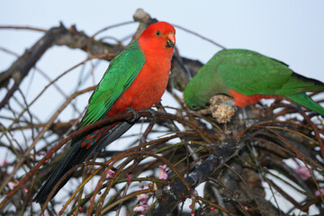 king parrots pair in tree