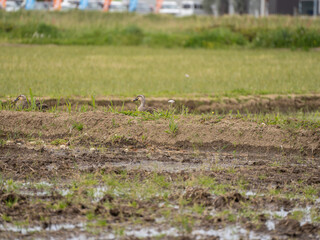 Obraz na płótnie Canvas Duck in a rice field in Japan