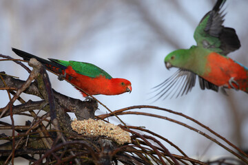 king parrots in tree