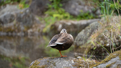 A duck sleeping on a rock in a pond
